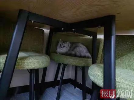 三只猫被困封控大楼，深圳卫健委喊话：“电话几多？我去救！”