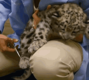 “豹”生羞辱！由于吃奶吃得太努力，豹崽把自己吃进了手术室...